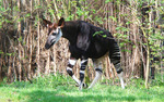 okapi (Okapia johnstoni)