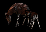 okapi (Okapia johnstoni)