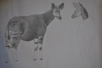 okapi (Okapia johnstoni)