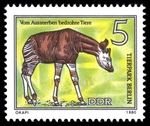 okapi (Okapia johnstoni)