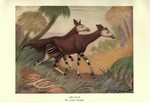 okapi (Okapia johnstoni)