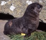 subantarctic fur seal (Arctocephalus tropicalis)