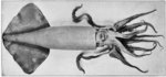 Humboldt squid (Dosidicus gigas)