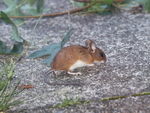 yellow-necked mouse (Apodemus flavicollis)