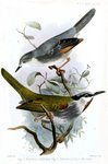 red-winged grey warbler (Drymocichla incana), grey-capped warbler (Eminia lepida)