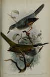 red-winged grey warbler (Drymocichla incana), grey-capped warbler (Eminia lepida)