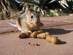 desert woodrat (Neotoma lepida)