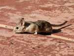 desert woodrat (Neotoma lepida)