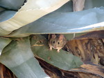 desert woodrat (Neotoma lepida)