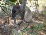 eastern woodrat (Neotoma floridana)