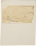 eastern woodrat (Neotoma floridana)