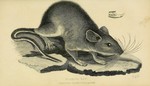 eastern woodrat (Neotoma floridana)