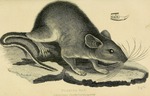 eastern woodrat (Neotoma floridana)