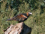 black-breasted buzzard (Hamirostra melanosternon)