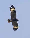 black-breasted buzzard (Hamirostra melanosternon)