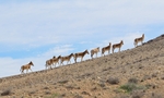 Asiatic wild ass, onager (Equus hemionus)