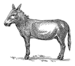 Asiatic wild ass, onager (Equus hemionus)