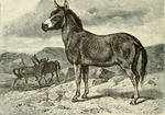 Asiatic wild ass, onager (Equus hemionus)