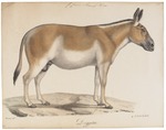 Asiatic wild ass, onager (Equus hemionus)