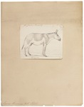 Asiatic wild ass, onager (Equus hemionus)