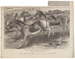 Asiatic wild ass, onager (Equus hemionus)