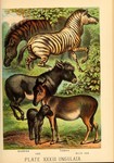 quagga (Equus quagga quagga), zebra, donkey or ass (Equus africanus asinus), Asiatic wild ass, o...