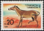 Asiatic wild ass, onager (Equus hemionus)