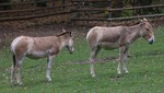 Transcaspian wild ass (Equus hemionus kulan)