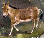 Mongolian wild ass (Equus hemionus hemionus)