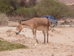 Persian onager (Equus hemionus onager)