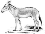 Persian onager (Equus hemionus onager)