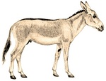 Persian onager (Equus hemionus onager)