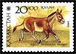 Persian onager (Equus hemionus onager)