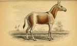 Persian onager (Equus hemionus onager)