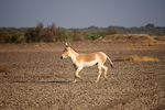 Indian wild ass (Equus hemionus khur)