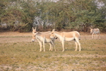 Indian wild ass (Equus hemionus khur)