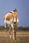 Indian wild ass (Equus hemionus khur)