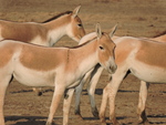 Indian wild ass (Equus hemionus khur)