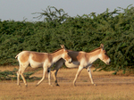 Indian wild ass (Equus hemionus khur)