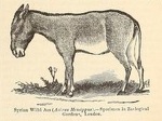 Syrian wild ass (Equus hemionus hemippus)