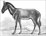 Syrian wild ass (Equus hemionus hemippus)