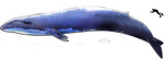 blue whale (Balaenoptera musculus)