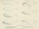sperm whale (Physeter macrocephalus), gray whale (Eschrichtius robustus), humpback whale (Megapt...
