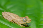 Coorg yellow bush frog (Raorchestes luteolus)