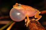 Coorg yellow bush frog (Raorchestes luteolus)