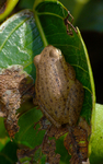 Coorg yellow bush frog (Raorchestes luteolus)