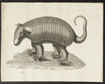 giant armadillo (Priodontes maximus)