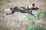 African wild dog (Lycaon pictus)