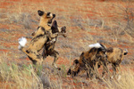 African wild dog (Lycaon pictus)