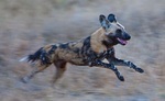 African wild dog (Lycaon pictus)